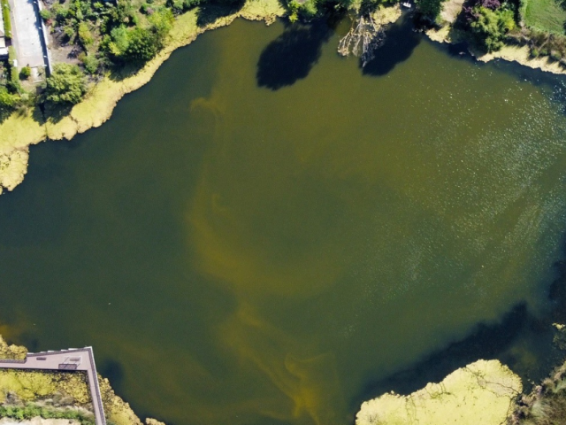 Bloom de algas afecta a laguna Rayenatú en Santa Juana